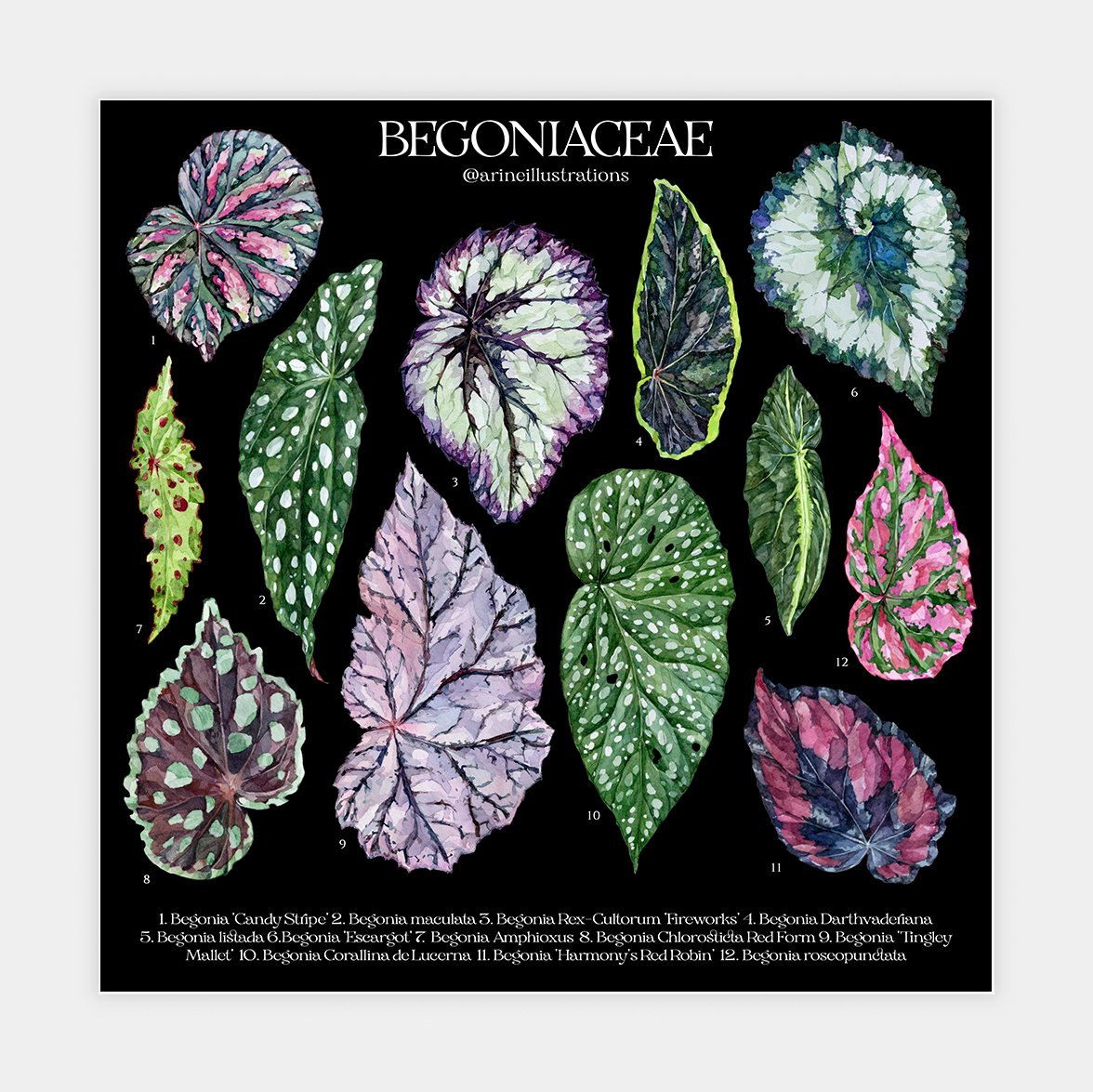 Begonia Species Poster | arineillustrations